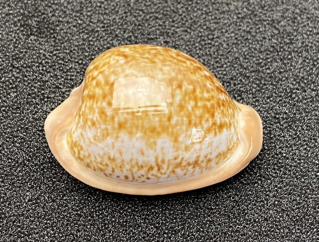 Rarest Cowrie Shell Truly Rare Cowrie From South Africa #cypraea Fuscorubra Fuscorubra ...