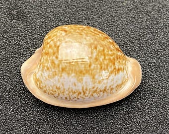 Een werkelijk zeldzame kauri uit Zuid-Afrika #Cypraea fuscorubra fuscorubra# met herkomstbewijs, verzamelaarsschelp #1780