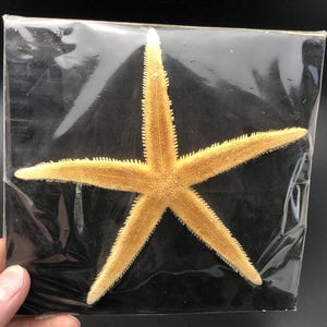 Può includere: Una stella marina marrone chiaro a cinque punte, conservata ed esposta in un sacchetto di plastica trasparente.
