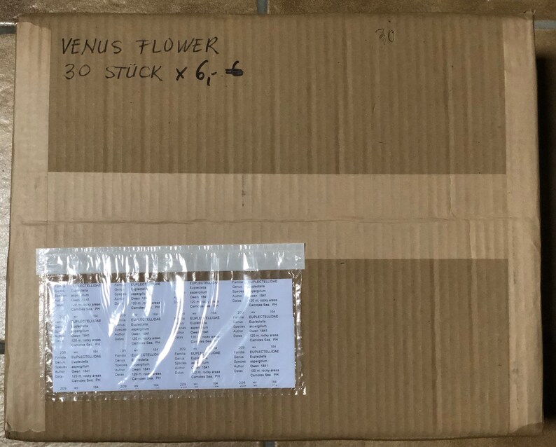 30 Venus Flower Basket Shell Euplectella Aspergillum Sea Maritime Beach