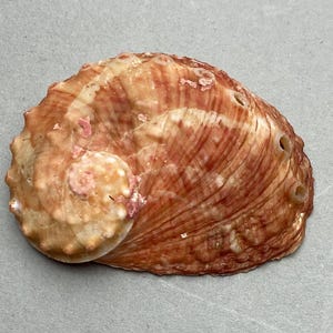 Könnte beinhalten: Abalone-Schale mit strukturierter Oberfläche. Die Schale weist eine Mischung aus Farben auf, darunter Brauntöne, Rot und Creme. Die Schale hat eine Spiralform und mehrere kleine Löcher. Es ist ein Naturprodukt.