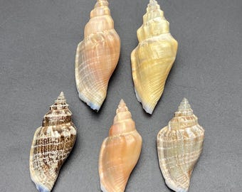 Set van 5 kleine beerschelpen #Strombus urceus# Maritim beach Triton koraal kauri verzamelschelp #1773