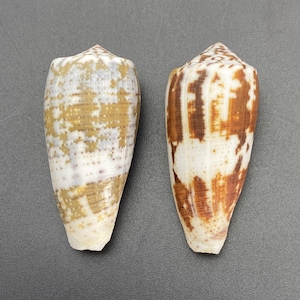 Conus magus Set of 2 sea shell Maritim beach Cowrie  #5170 collector shell coral collection  abalone