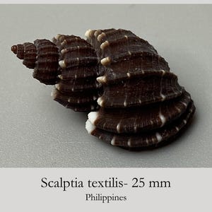 Könnte beinhalten: Eine dunkelbraune Scalptia textilis Muschel mit einer spiralförmigen, gerippten Struktur und weißen Akzenten entlang der Kanten. Die Muschel ist mit 25 mm beschriftet, stammt von den Philippinen und zeigt eine markante, texturierte Kegelform.