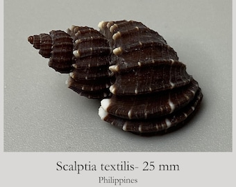 Nutmeg shells - Scalptia textilis - 25 mm - Philippines - Exceptional lamellar sculpture - seashell #3F-2013