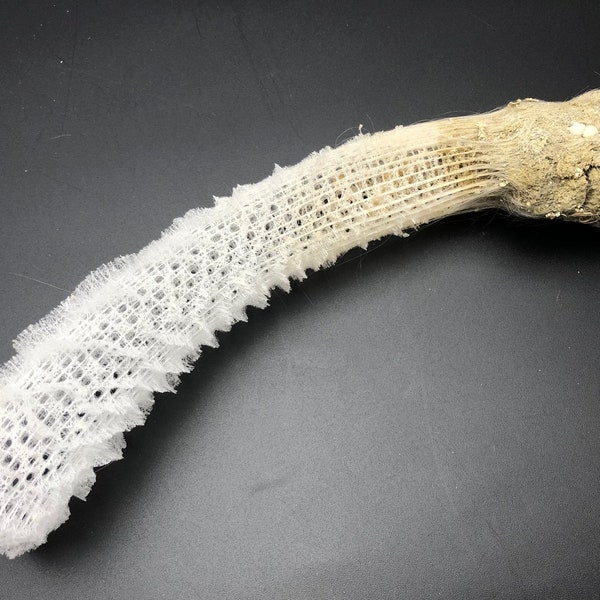 30 Venus Flower Basket shell  Euplectella aspergillum Meer Maritim Strand #S009  sea fan coral Tisch Hochhzeits Dekoration glass sponge