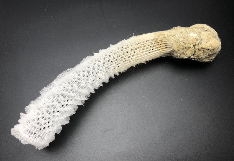 30 Venus Flower Basket Shell Euplectella Aspergillum Sea Maritime Beach