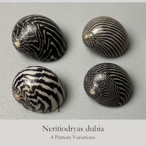 Puede incluir: Cuatro conchas marinas Neritiodryas dubia dispuestas en una cuadrícula, cada una con distintos patrones en blanco y negro. Las conchas muestran variados diseños lineales, en espiral y en zigzag en sus superficies lisas y redondeadas. El texto dice Neritiodryas dubia 4 Pattern Variations.