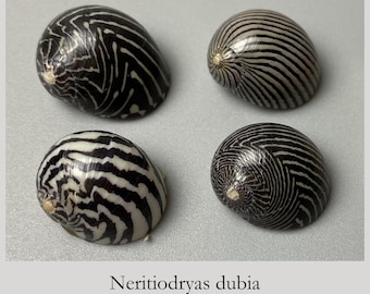 Collector's Shell Set – 4 Distinct Patterns - Nerita dubia - 18 mm - Philippines - Purple Zigzag - Nerita Shells -Sea Shells #3F-2011