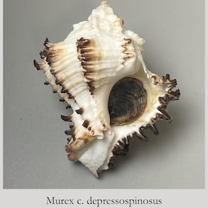 Può includere: Una conchiglia Murex c. depressospinosus da 70 mm, caratterizzata da un esterno bianco con bordi spinosi e arricciati marrone scuro e un'apertura interna liscia marrone scuro. Il testo sottostante riporta Murex c. depressospinosus Philippines - 70 mm.