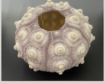 珍しい棘のあるウニ: Clypeaster humilis フィリピン 5 cm ウニ科