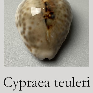 Puede incluir: Una concha Cypraea teuleri de 43 mm de Omán. La concha tiene una superficie lisa, brillante y redondeada con una base de color crema y manchas marrones. Una línea central alargada de color marrón oscuro recorre verticalmente la parte superior.