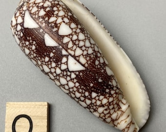 Large Cone Shell - Conus omaria - 70 - 80 mm - Philippines - delicate reticulated pattern #5H-2012