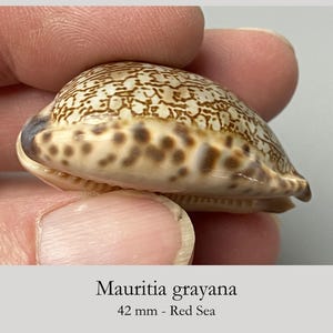 Puede incluir: Una concha marina Mauritia grayana con una superficie lisa y brillante que presenta un patrón reticulado marrón en la parte superior y manchas de color marrón oscuro en los lados. La concha mide 42 mm, es del Mar Rojo y tiene forma curva.