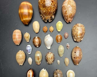 26 various cowries shells for collection Decoration coral cowrie variety set triton sailors valentine #Set 01
