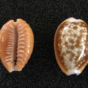 Lot of 12 pieces honey cowrie craftshells Cypraea helvola bulk shells DIY Sailors Valentine mirror decor jewelry box small Mancala