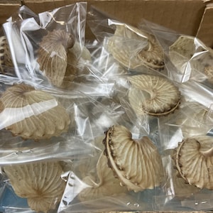 Puede incluir: Una colección de especímenes individuales de conchas de nautilo, cada uno envuelto en una bolsa de plástico transparente. Las conchas presentan una forma espiral con texturas estriadas en tonos beige y crema, dispuestas en una caja de cartón.