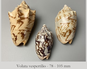 Bat Volute - Voluta vespertilio - Set of 3 - From an Old Shell Collection - Philippines - 2K-2005
