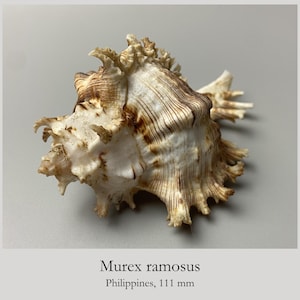 Murex ramosus dwergvorm - 111 mm - Filipijnen - schelp voor verzamelaars - 1938-4K