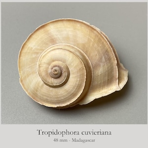 Könnte beinhalten: Ein hellbeiges Tropidophora cuvieriana Landschneckengehäuse mit Spiralmuster und sichtbaren Wachstumslinien. Der Text Tropidophora cuvieriana 48 mm - Madagascar gibt eine Größe von 48 mm und die Herkunft Madagaskar an.