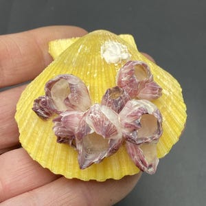 Puede incluir: Una concha de vieira amarilla adornada con percebes. La concha es de un amarillo vibrante, con una textura acanalada. Los percebes son una mezcla de morado y blanco, creando un contraste llamativo con el color de la concha.