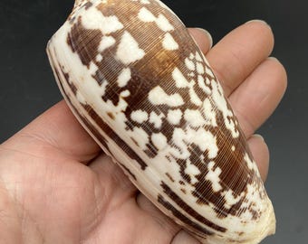 Zwarte kegelschelp #Conus striatus# strand zeedriehoek kauri #1781 verzamelaarsschelp