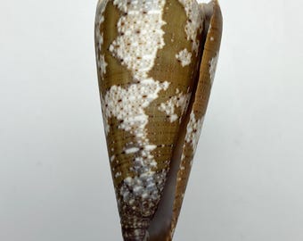Zeldzame ondersoort #Conus imperialis fuscatus# Madagaskar schelp Maritiem strand Kauri #OC60 schelp Kegelschelp