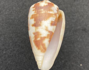 Zeldzame ondersoort van de kegelschelp uit Australië #Conus anemone novaehollandiae# Zee oceaan strand verzamelaars schelp kegelschelp #1779