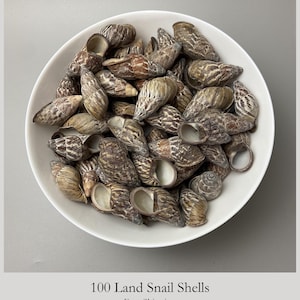 Puede incluir: Un cuenco blanco lleno de una colección de 100 conchas de caracol terrestre. Cada concha presenta una forma espiral con un patrón moteado marrón y beige. Las conchas varían en tamaño y orientación, mostrando tanto el ápice como la abertura.
