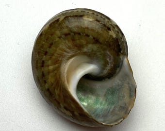 Natal Turban schelp uit een oude collectie #Turbo cidaris natalensis# Zuid-Afrika, prachtige parelmoer in opening, schelp voor verzamelaars #OC51