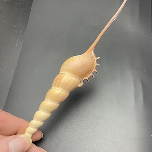 The True Spindle Conch #Tibia fusus# Shin-bone Tibia Maritim beach Triton shell #1650 collectors shell top quality
