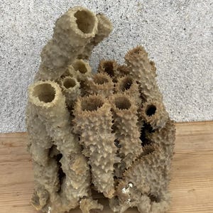 Bardzo duża naturalna gąbka rurkowa o kolczastej fakturze – okaz gąbki morskiej, dekoracja nadmorska – Ocean Treasure #SP004