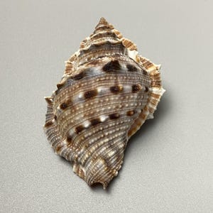 Könnte beinhalten: Detaillierte Nahaufnahme einer Muschelschale mit Spiralform. Die Schale weist eine Mischung aus braunen, beigen und weißen Farben auf, mit einer strukturierten Oberfläche und dunkelbraunen Flecken. Die spitze Spitze und das geriffelte Äußere der Schale sind deutlich sichtbar.