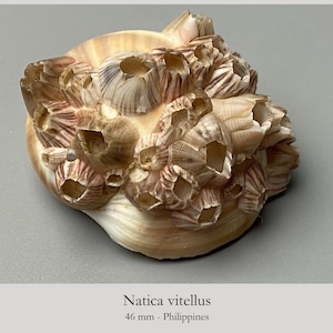 Puede incluir: Una concha de Natica vitellus que mide 46 mm de largo, con una base lisa de color tostado claro cubierta por un grupo de pequeños percebes cónicos y estriados con patrones de rayas marrón y blanco y centros huecos abiertos en la superficie.