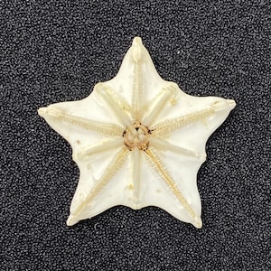 Könnte beinhalten: Ein getrockneter, cremefarbener Seestern mit einer mehrspitzigen, sternartigen Form. Der Seestern hat eine zentrale Scheibe mit strahlenförmigen Armen, die jeweils ein strukturiertes, geripptes Aussehen aufweisen. Der Hintergrund ist eine dunkle, strukturierte Oberfläche.
