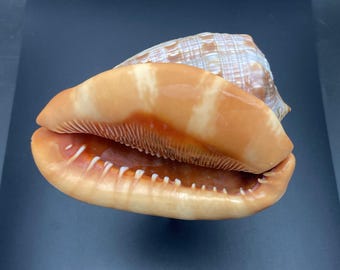 Bijna volgroeide stierbekschelp #Cypraecassis rufa# Zee oceaan strand verzamelaarsschelp #1783