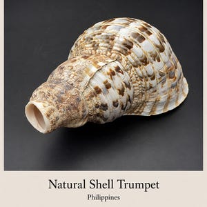 Könnte beinhalten: Eine natürliche Muscheltrompete in spiralförmiger, konischer Gestalt mit einer texturierten, gefleckten Oberfläche in Weiß-, Creme- und Dunkelbrauntönen. Die Muschel hat einen breiten, abgerundeten Körper, der sich zu einer kreisförmigen Öffnung verjüngt. Text: Natural Shell Trumpet Philippines.