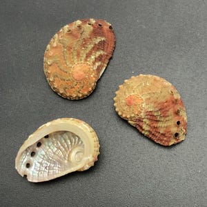 Op de afbeelding: Drie abalone schelpen, twee met een bruine en oranje buitenkant en een met een parelmoerachtige, iriserende binnenkant.