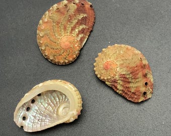 5 mini-abaloneschelpen #Haliotis clathrata# iriserende schelp Opal of the Sea schelpen #5074