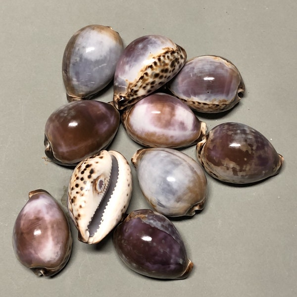 Set of 10 Purple top tiger cowries Maritim beach wedding Cypraea tigris real shell decoration DIY