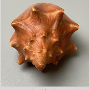 Könnte beinhalten: Eine Cymbiola aulica Muschel mit einer glatten, orange-braunen Oberfläche und markanten, spitzen Dornen, die vom Zentrum ausgehen. Die Muschel hat eine spiralförmige Spitze und misst 134 mm in der Länge, stammend aus den Philippinen.