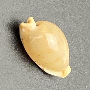 Könnte beinhalten: Eine kleine, längliche, beige Muschel mit glatter, glänzender Oberfläche. Die Muschel hat einen gebogenen, hornartigen Vorsprung an einem Ende und eine kleine, flache Basis am anderen. Die Muschel ist etwa 3,8 cm lang.