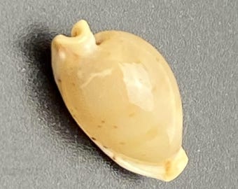 Zeldzame kleine kauri #Cypraea martini# Filipijnse zeeschelp Kauri #1635 koraal Stille Oceaan