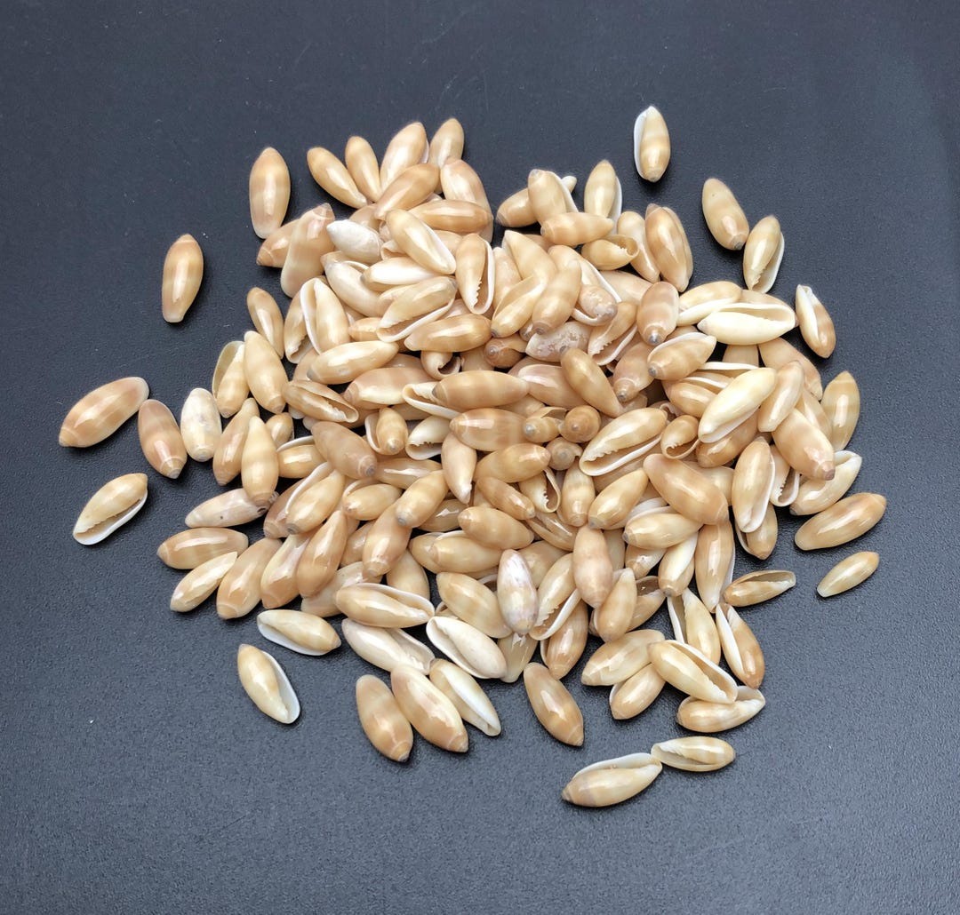 Rice Shell -volvarina Philippinarum- Sea Shell Maritim Beach Cowrie ...