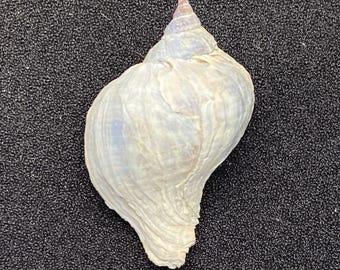 MURICIDAE uit een oude collectie #Trophon geversianus# Argentijnse oceaanverzamelaarsschelp #OC31