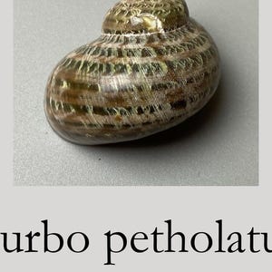 Può includere: Una conchiglia Turbo petholatus di 52 mm, caratterizzata da una forma arrotondata a spirale con una superficie lucida. Il guscio presenta un motivo variegato di bande e striature color marrone scuro, verde oliva e crema sull'esterno.