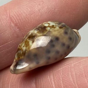May include: A smooth, glossy cowrie shell featuring a mottled pattern of dark brown and tan spots against a cream-colored background. The shell has an elongated, oval shape with a polished surface that reflects light, showcasing its natural texture.