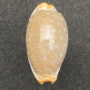 Könnte beinhalten: Poliertes, ovales Muschelgehäuse mit cremefarbenem Grundton und verstreuten weißen Punkten. Die Schale hat eine glänzende Oberfläche und einen hellorangen Rand. Das Bild ist eine Nahaufnahme der Schale vor dunklem, grauem Hintergrund.