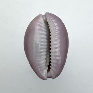 Può includere: Una conchiglia di ciprea color lavanda con un esterno liscio e lucido. L'apertura della conchiglia rivela un interno bianco e striato. La conchiglia è di forma ovale e sembra essere un oggetto naturale e organico.