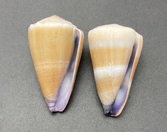 Uit een oude schelpenverzameling. Set van twee #Conus flavidus# Filipijnse schelpen van het strand van de Maritieme provincies. Kauri #OC54 schelp, koraal, abalone, kegelschelp.